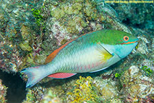 parrotfish